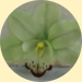 Green Cymbidium Orchid Wedding Cake